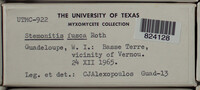 Stemonitis fusca image